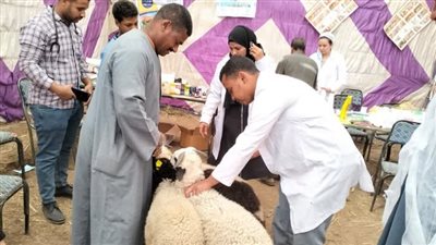 بيطرى الأقصر: تحصين 64597 حيوان وطائر ضد الأمراض البيطرية