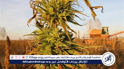  أوكرانيا تطلق نظاما إلكترونيا لتسهيل زراعة القنب الصناعي