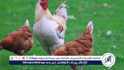 أسعار الفراخ اليوم الأربعاء 12 مارس 2025: استقرار لليوم الثالث على التوالي