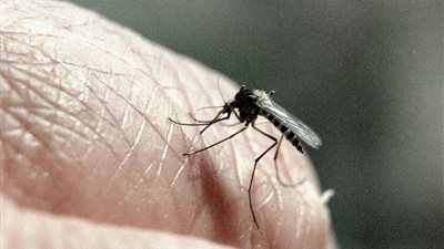 الصحة العالمية: أكثر من 100 ألف شخص حول العالم قد يلقون حتفهم هذا العام بسبب الملاريا