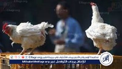 أسعار الفراخ البيضاء والبلدي اليوم في مصر.. اعرف التفاصيل قبل ما تشتري!