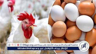 استقرار أسعار الدواجن والبيض في الأسواق اليوم الجمعة 21 مارس 2025