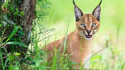 وسائل إعلام إسرائيلية.. حيوان 
