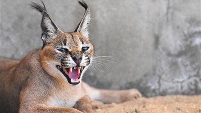 بعد مهاجمتة جنود الاحتلال الإسرائيلي.. كل ما تريد معرفته عن حيوان «الوشق المصري» البري ( تفاصيل مثيرة)