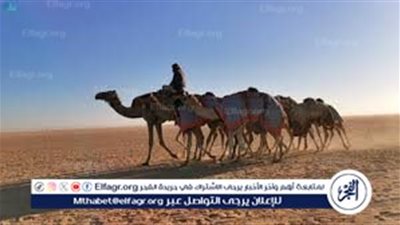 ميدان الهجن بنجران يقيم سباق سنّ 