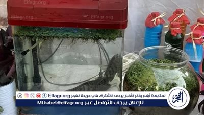 الفيوم تحصد الأول على مستوى الجمهورية في مسابقة المشروعات للتربية الزراعية