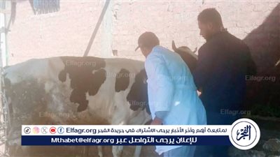 بدء الحملة القومية لتحصين الماشية والأغنام في بني عبيد 