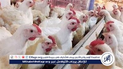 أسعار الدواجن في بورصة اليوم الأربعاء 9 إبريل 2025: ارتفاع في الفراخ البيضاء والساسو والبلدي