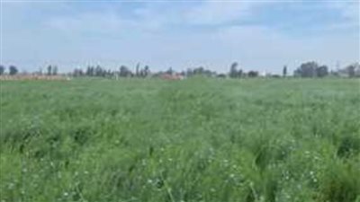 زراعة الشرقية تنظم يوم حصاد الكتان بمركز مشتول السوق