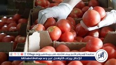 أمريكا تفرض رسومًا على واردات الطماطم المكسيكية وتنسحب من اتفاقية 2019 لحماية مزارعيها المحليين