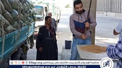 شون وصوامع المنيا تستقبل 517 طنًا من محصول القمح لموسم حصاد 2025