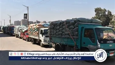 شون وصوامع المنيا تستقبل 3877 طنًا من محصول القمح لموسم حصاد 2025