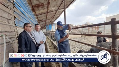 محافظ الدقهلية: أكثر من 101 ألف رأس ماشية تحصنت ضد الحمى القلاعية وحمى الوادي المتصدع 