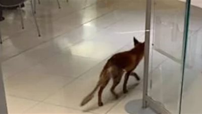 ضبط ثعلب داخل مركز لعلاج الإدمان بجامعة الزقازيق