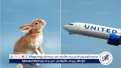 شاهد.. هبوط اضطراري لطائرة أمريكية بسبب أرنب بري