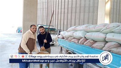 شون وصوامع المنيا تستقبل 16630 أطنان من القمح ضمن موسم حصاد 2025