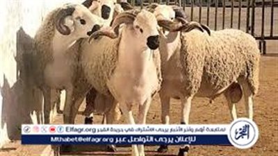  أسعار الأضاحي في مصر لعام 2025 – ارتفاعات ملحوظة وتحديات تواجه المواطنين​