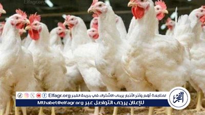 استقرار ملحوظ في أسعار الدواجن والبيض في الأسواق.. اليوم السبت 3 مايو 2025