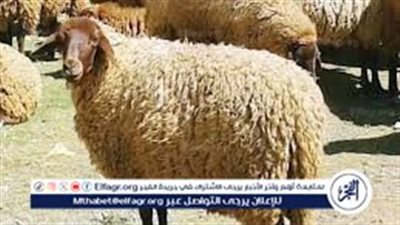 مفاجأة في أسعار الأضاحي 2025: خروف العيد بـ 12 ألف جنيه والعجول البقري بأسعار خيالية