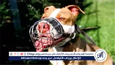 كمامة على فمه.. اعرف ضوابط تربية الكلاب وفقًا لقانون حيازة الحيوانات الخطرة 