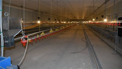 محافظ قنا ورئيس الجهاز المركزي للتعمير يتفقدان مزرعة دواجن قنا ومصنع الأعلاف ويؤكدان أهمية الالتزام بالمعايير الصحية