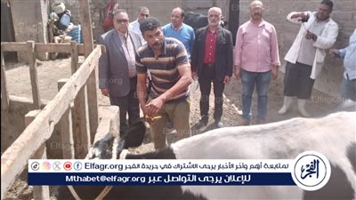 محافظ الدقهلية: تحصين 191 ألف رأس ماشية ضد الحمى القلاعية وحمى الوادي المتصدع 