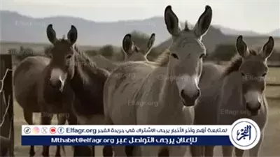 في اليوم العالمي.. الحمار القبرصي من رمز تراثي إلى أيقونة سياحية