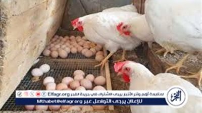 أسعار الفراخ البيضاء اليوم السبت 10-5-2025 في الدقهلية