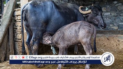 أهمية الماء للحيوانات في فصل الصيف وكمية الاحتياج اليومي