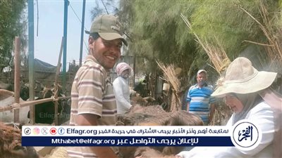 محافظ الدقهلية: تحصين 202 ألف رأس ماشية ضد الحمى القلاعية وحمى الوادي المتصدع 