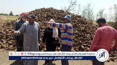 محافظ الدقهلية يتابع أعمال استلام وتوريد محصول البنجر من المزارعين إلى شركة الدقهلية لصناعة وتكرير السكر