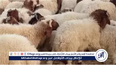 أسعار الأضاحي.. استقرار نسبي وضعف في الإقبال مع اقتراب عيد الأضحى