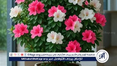 كيفية زراعة الورد في المنزل: (دليل شامل)