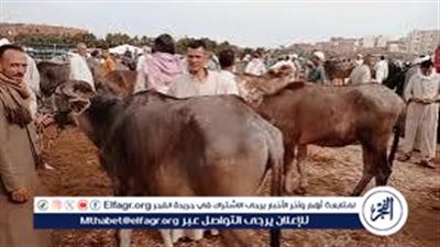 أسعار الأضاحي في محافظة الإسماعيلية 2025: تعرف على الأسعار الحالية قبل العيد