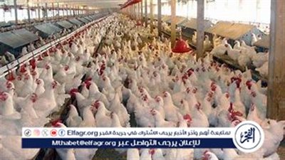 عاجل- اتحاد منتجي الدواجن يرد على شائعات تفشي الأمراض: لا صحة لنفوق بنسبة 30% والفيروسات تحت السيطرة