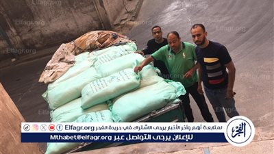 صوامع الإسكندرية تستقبل  55195.663 طن من الأقماح المحلية