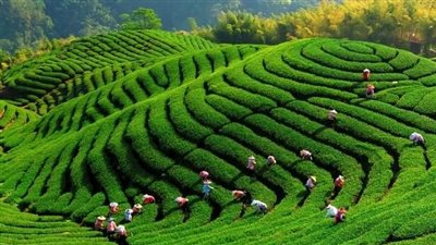 زراعة الشاي بين تحديات المناخ وطموحات التنمية المستدامة