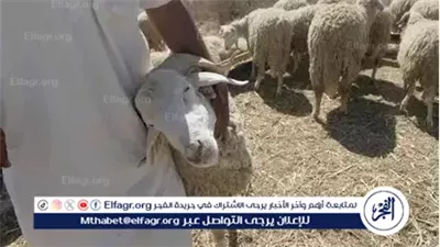 طرح خراف وأبقار حية للأضاحي بأسعار تنافسية في الشوادر والمجمعات الاستهلاكية