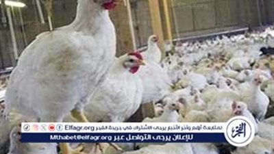 أسعار الفراخ البيضاء اليوم الاثنين 23-6-2025 في الدقهلية