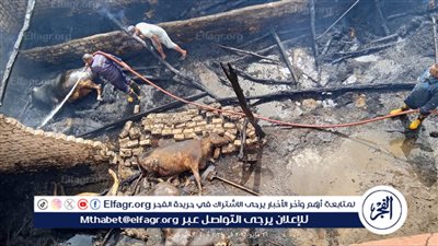 حريق ضخم في 3 حظائر بالدقهلية.. ونفوق 8 مواشي وحصان (صور)