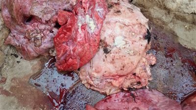 التحفظ على عجلين بقري بعد ذبحهما لإعدامهما.. وضبط 810 كجم من اللحوم ومفروم الدجاج فاسدة بالفيوم