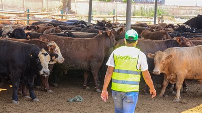 تضامن أسوان رفع درجة الاستعداد لاستقبال عيد الأضحى.. والذبح للأضاحي مجانًا