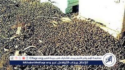 تحذيرات في واشنطن بعد فرار 250 مليون نحلة من شاحنة مقلوبة.. تفاصيل الحادث وجهود الإنقاذ