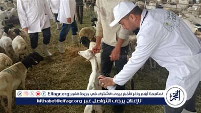 عاجل ـ 220 طبيبًا بيطريًا مصريًا في الأراضي المقدسة للإشراف على الهدي والأضاحي خلال موسم الحج 2025