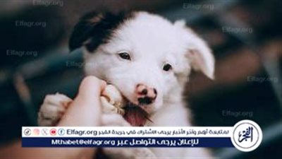 5 خطوات لتهيئة القطط والكلاب لزحمة وضيوف العيد.. خلى بيتك رايق