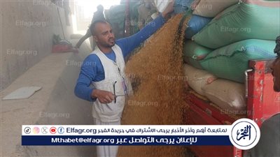 انتظام توريد القمح في رابع أيام العيد واستلام 177 ألف طن منذ بدء الموسم حتى اليوم بأسيوط 