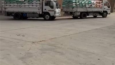 استمرار تدفق الأقماح المحلية لشون وصوامع الشرقية