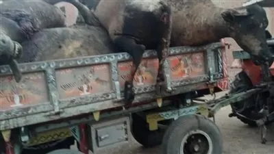 حريق هائل يلتهم 16 رؤوس ماشية بقرية ميت غزال بالغربية