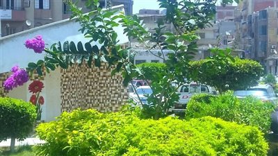 زراعة 130 شجرة مثمرة وزينة بزفتى ضمن حملات التجميل والتشجير