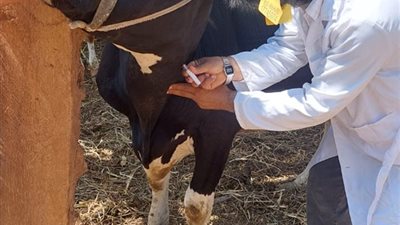 تحصين 6810 رأس ماشية ضد مرضي جدري الضأن وحمى الثلاث أيام بالفيوم 